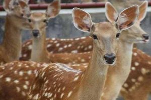 2022年養(yǎng)什么掙錢最快的2022年養(yǎng)啥最掙錢