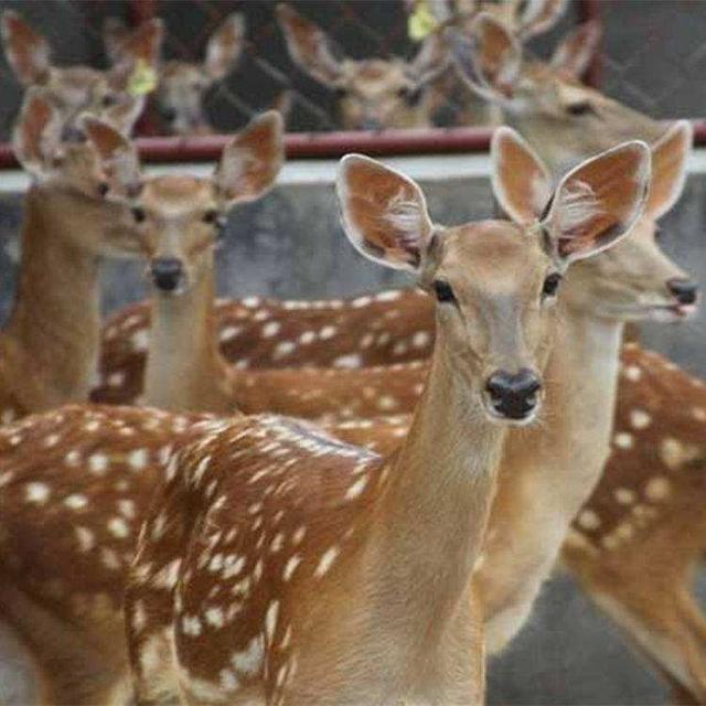 2022年養什么掙錢最快的2022年養啥最掙錢插圖