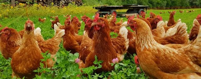 投資1000元養(yǎng)殖投資1000元養(yǎng)殖有上門回收的嗎多少錢插圖6