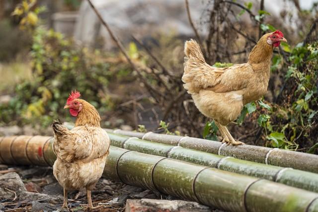 投資1000元養(yǎng)殖投資1000元養(yǎng)殖有上門回收的嗎多少錢插圖3