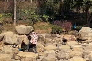 世界上最恐怖的孔雀世界上最大的孔雀長(zhǎng)什么樣